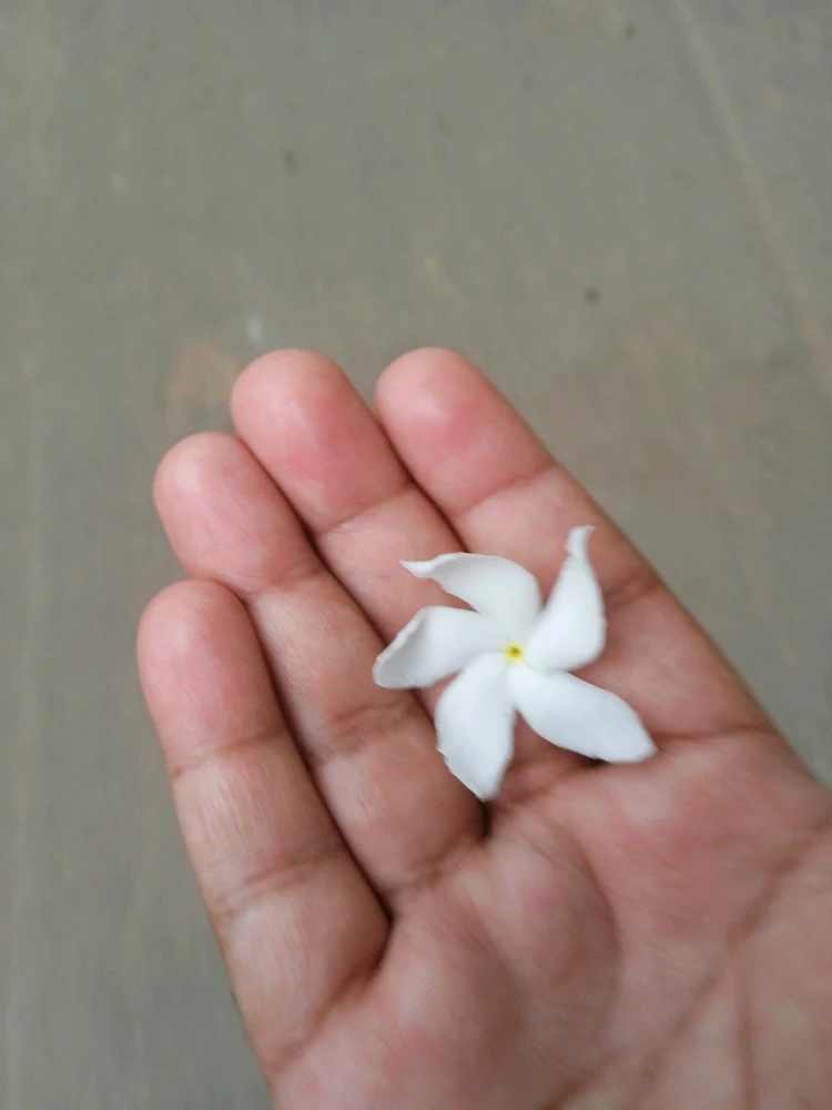 Who want to take this beautiful flower.😀🤭