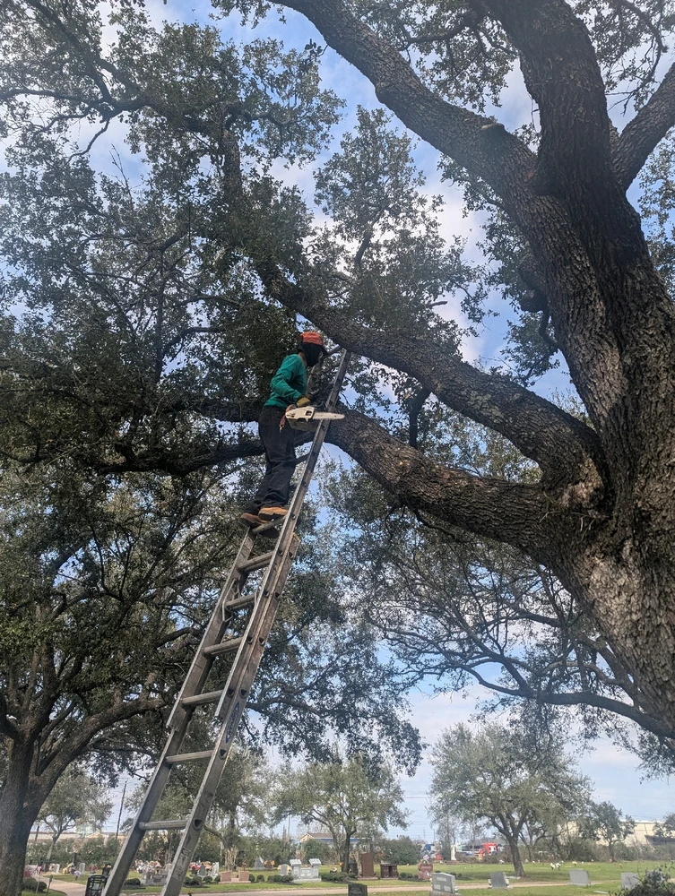 Image uploaded by Lalo