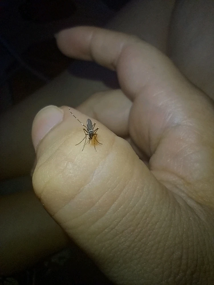 Imagem enviada por Lua 🌙