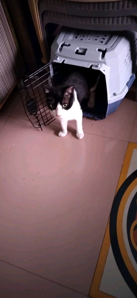 Shruti Shovan Das 上傳的 GIF