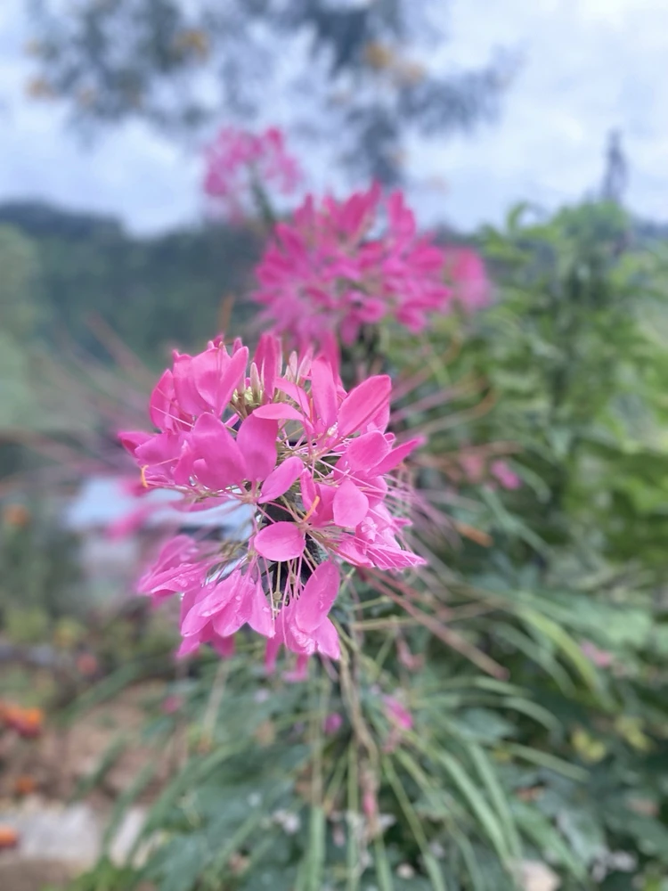 bunga-bunga depan kamar penginapan