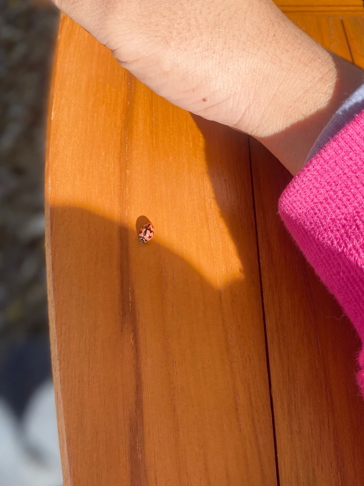 ada kumbang lucu 😍