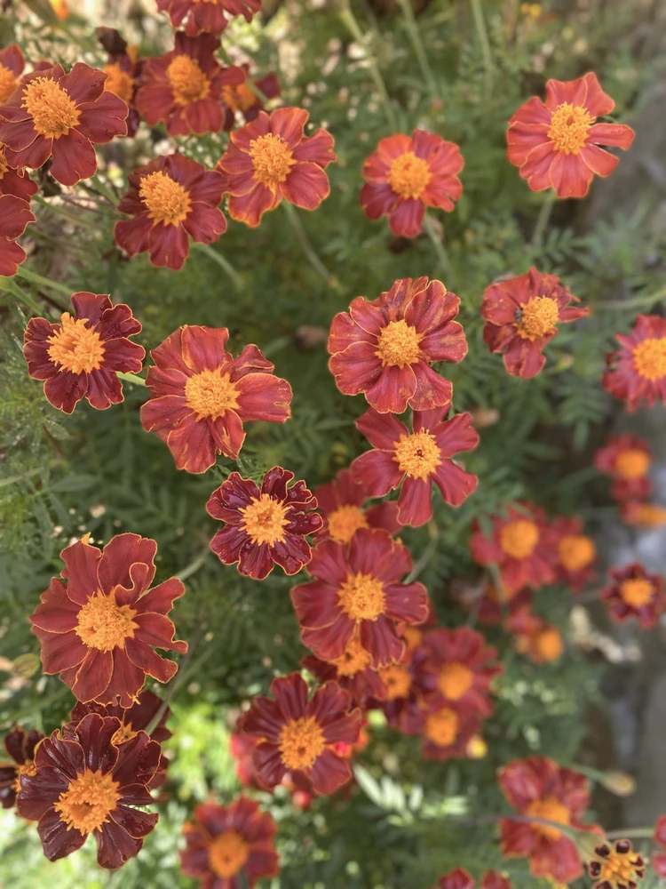 bunga-bunga depan kamar penginapan