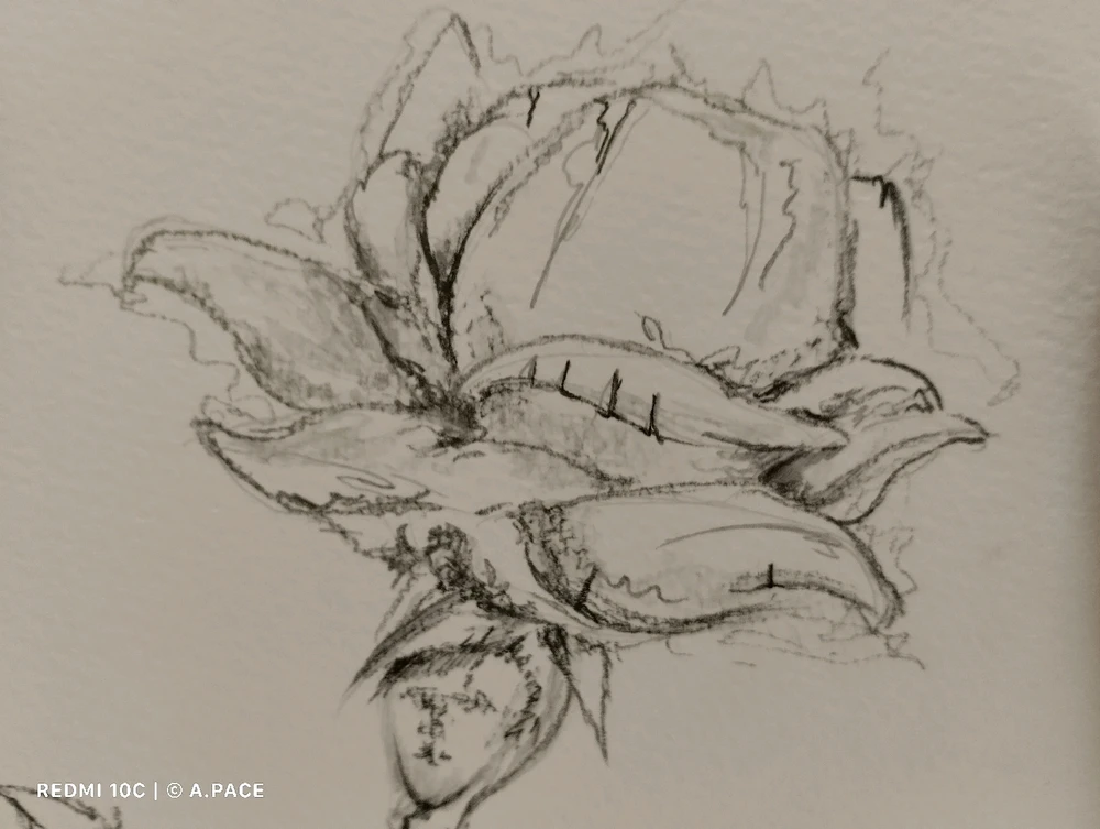 Immagine caricata da Alessandro | alpacigno