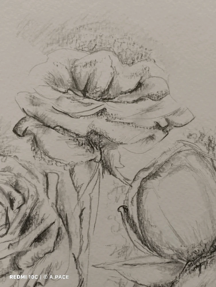 Immagine caricata da Alessandro | alpacigno