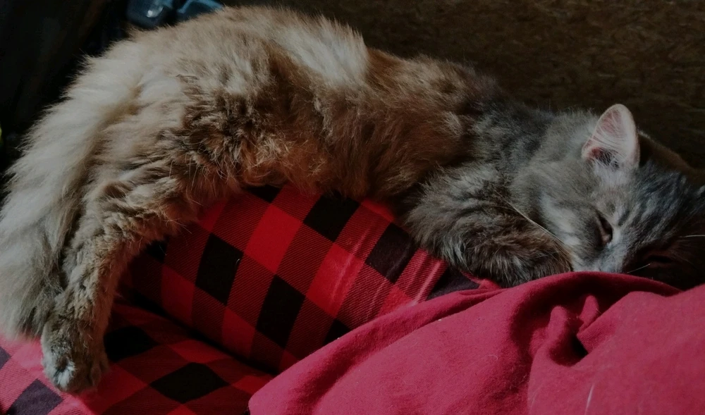 GIF загружаны Дана