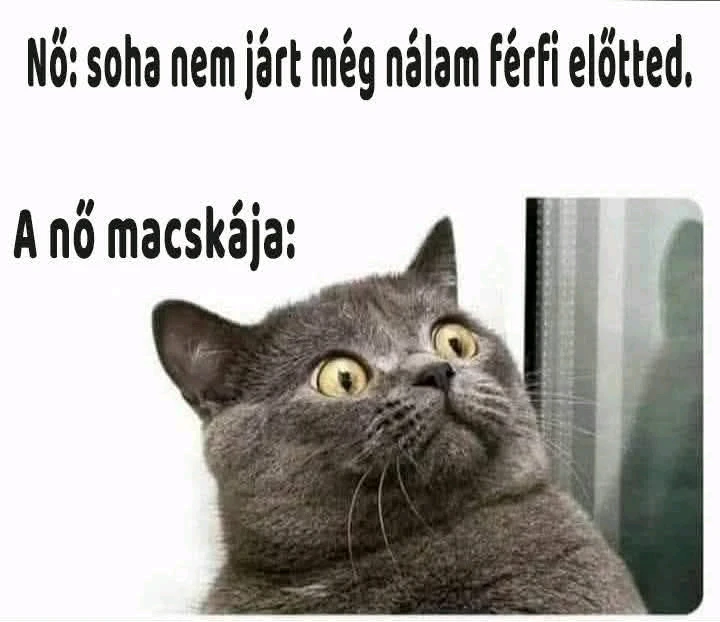 Tamás által feltöltött GIF