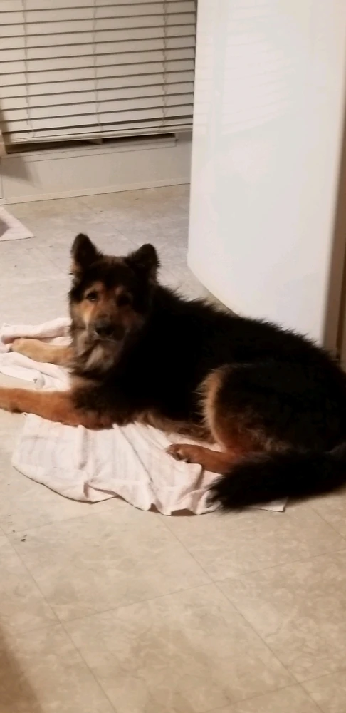 GIF diunggah dening Moondoggy