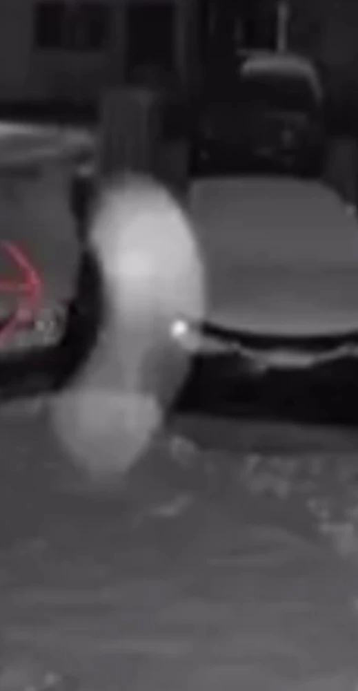 Image uploaded by Ever B