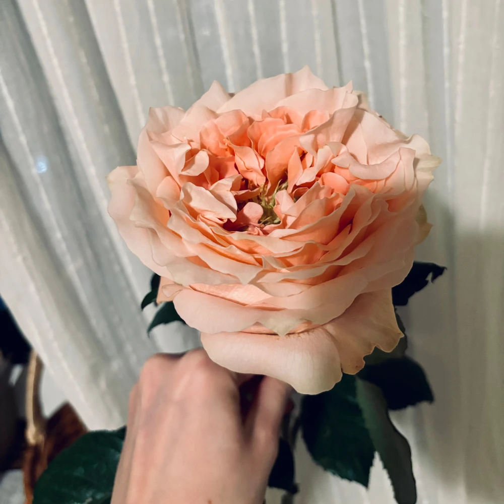 GIF загрузил Casablanca