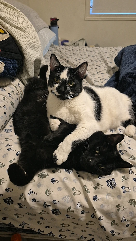 Image uploaded by Lilith Van'Nightinveil