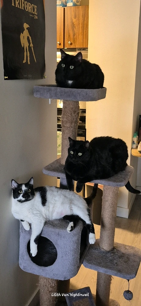 Image uploaded by Lilith Van'Nightinveil