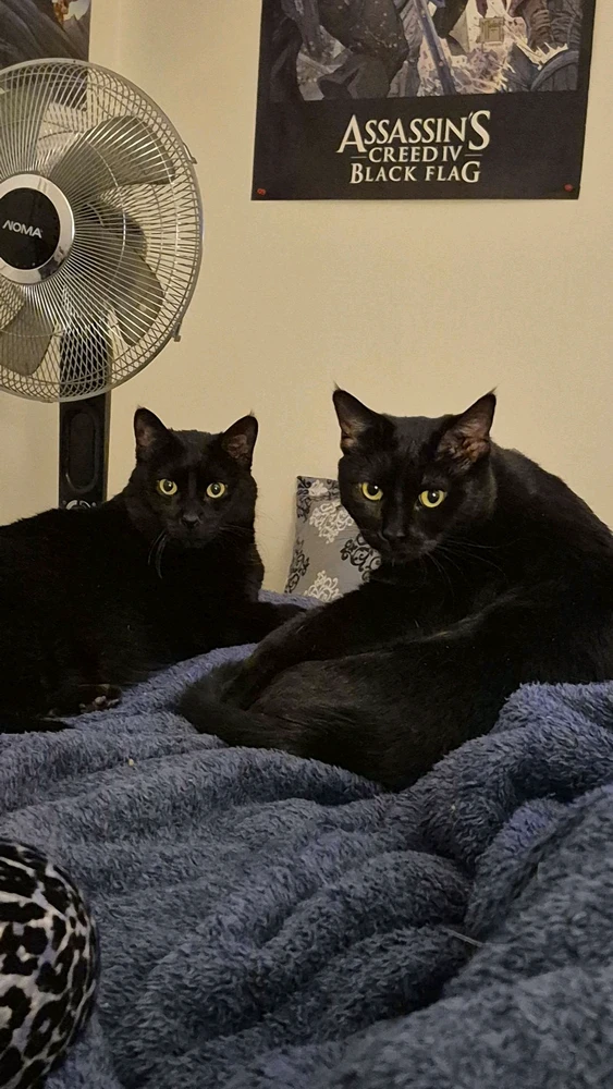 Image uploaded by Lilith Van'Nightinveil