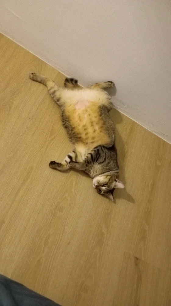 GIF uploaded by Jaspers