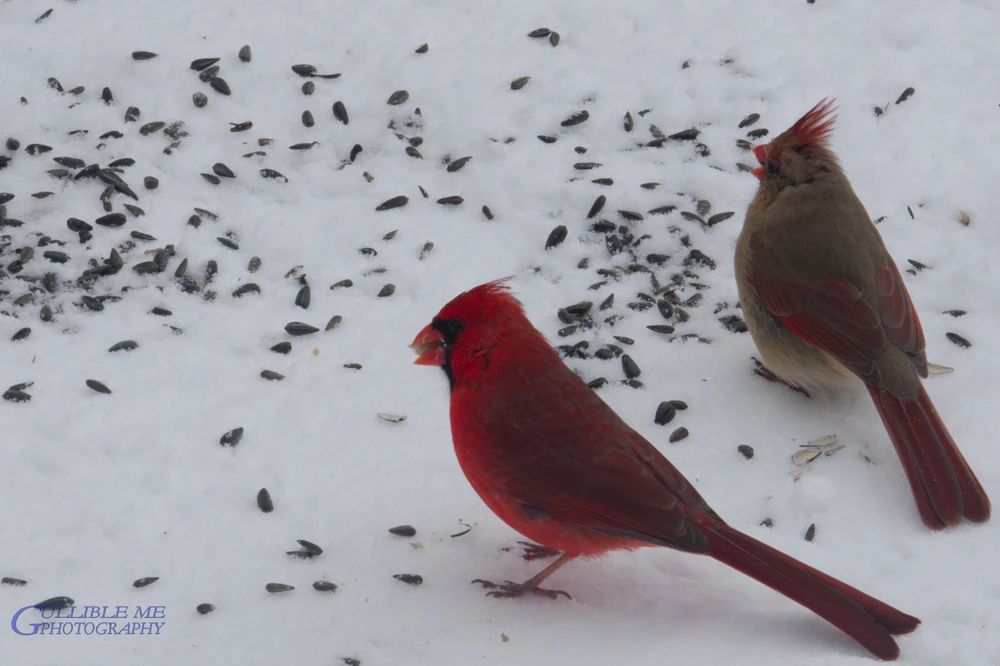 Image uploaded by RFT