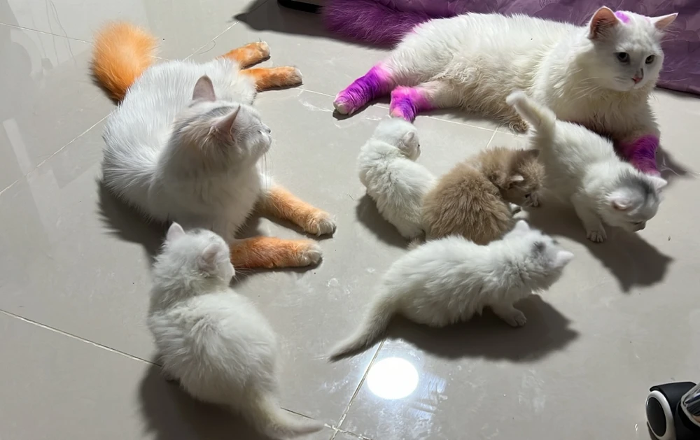 GIF uploaded by Sokha