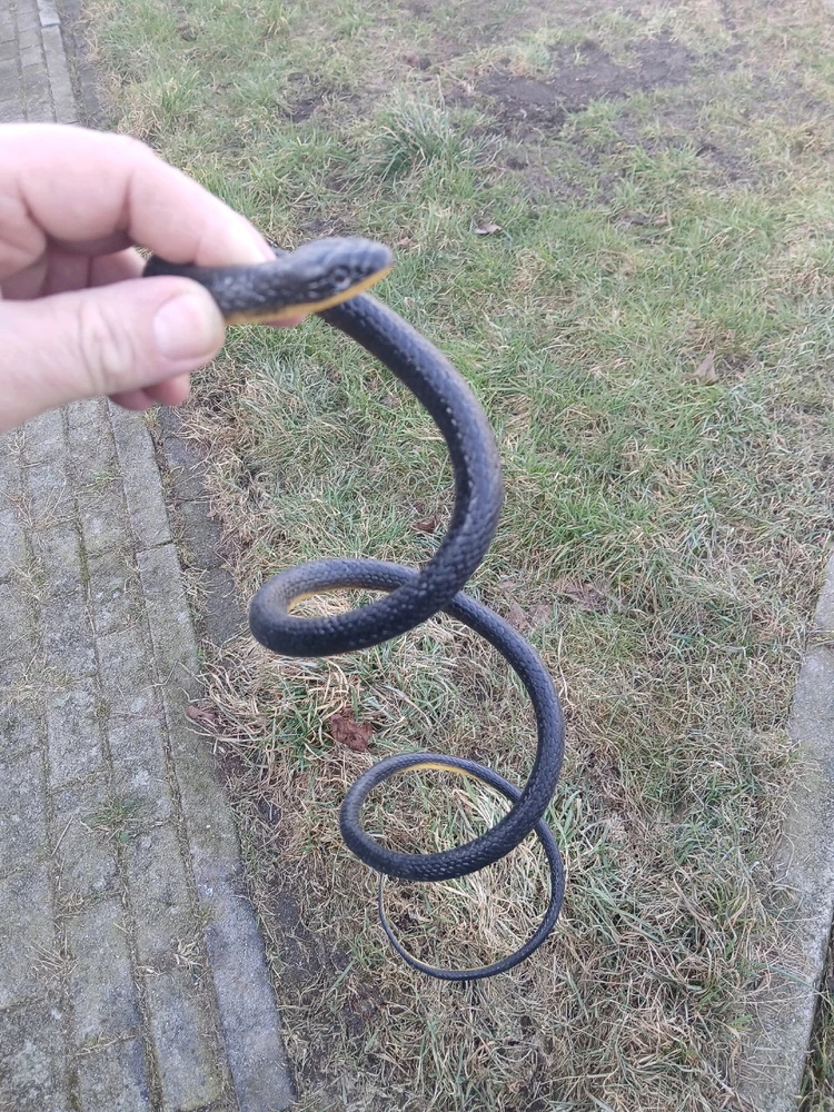 GIF hochgeladen von Herbert = ᚺᛖᚱᛒᛖᚱᛏ