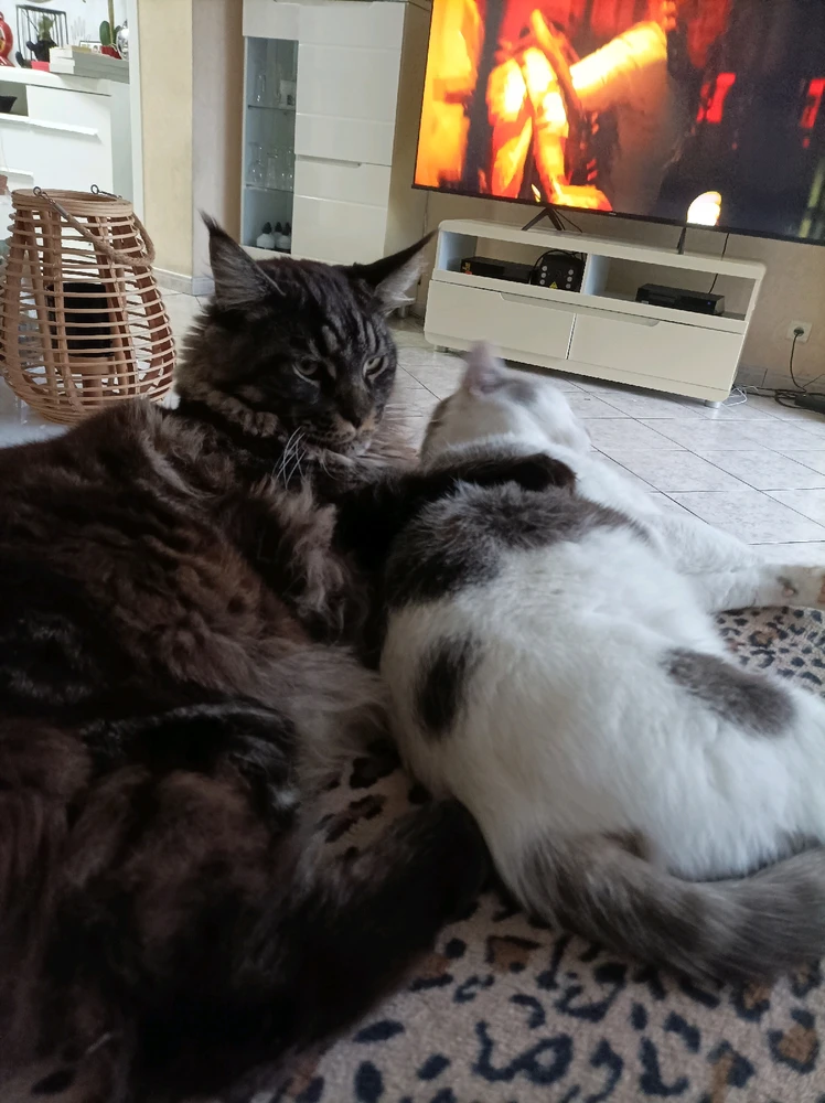 GIF ajouté par Owen