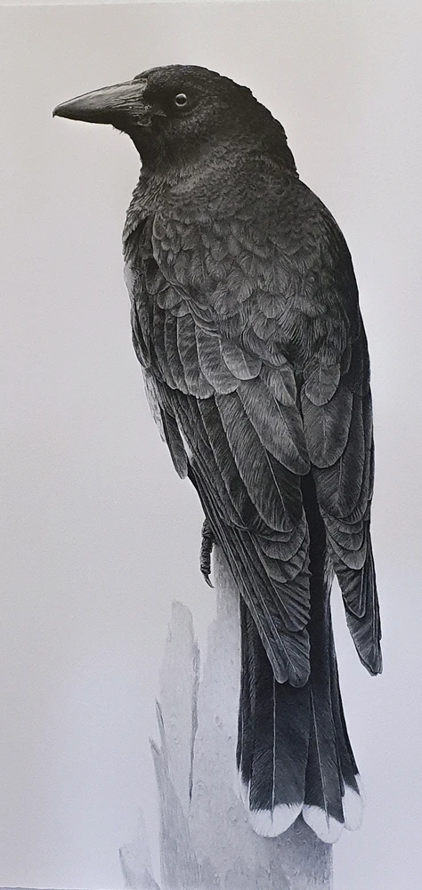 Image uploaded by Tim