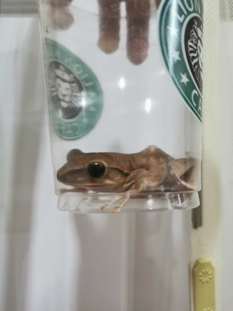 GIF อัปโหลดโดย Pemika