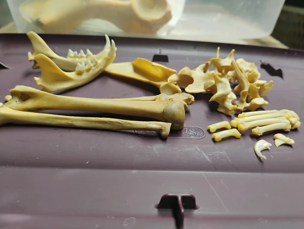 Alright, who's a fan of bones?