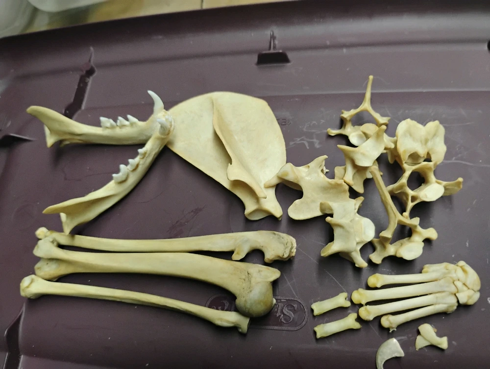 Alright, who's a fan of bones?