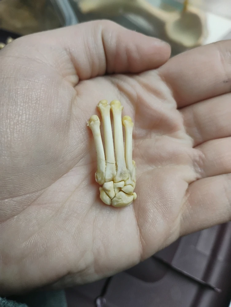 Alright, who's a fan of bones?