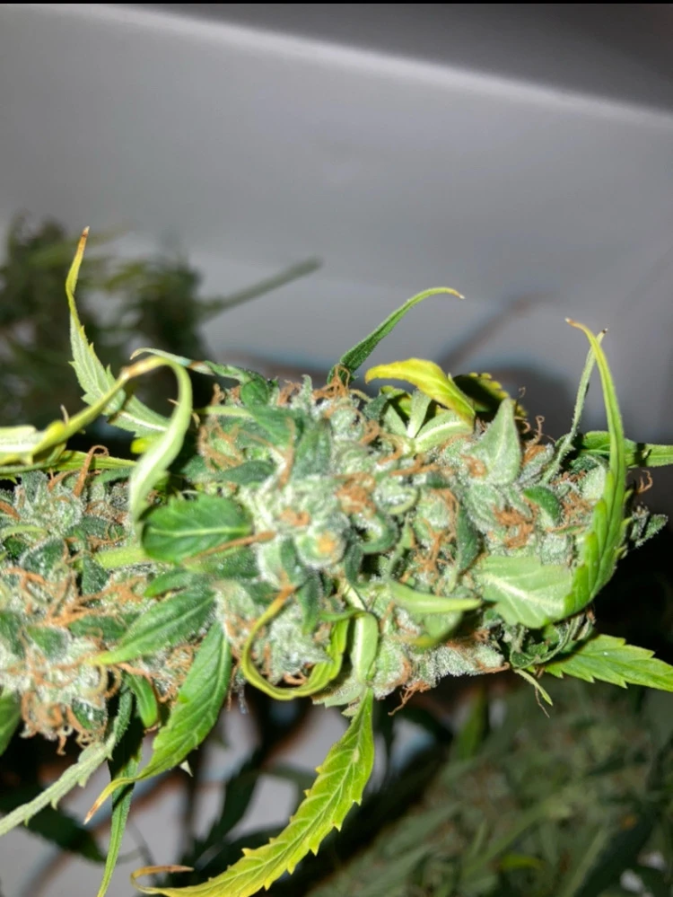 Image uploaded by Andre