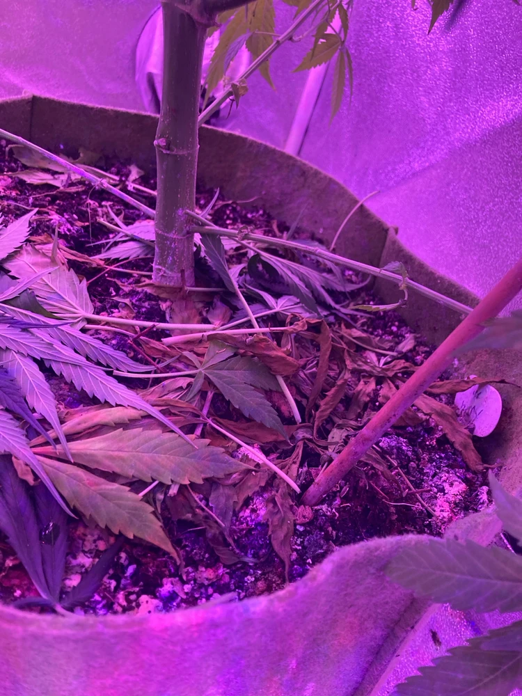 Image uploaded by Andre