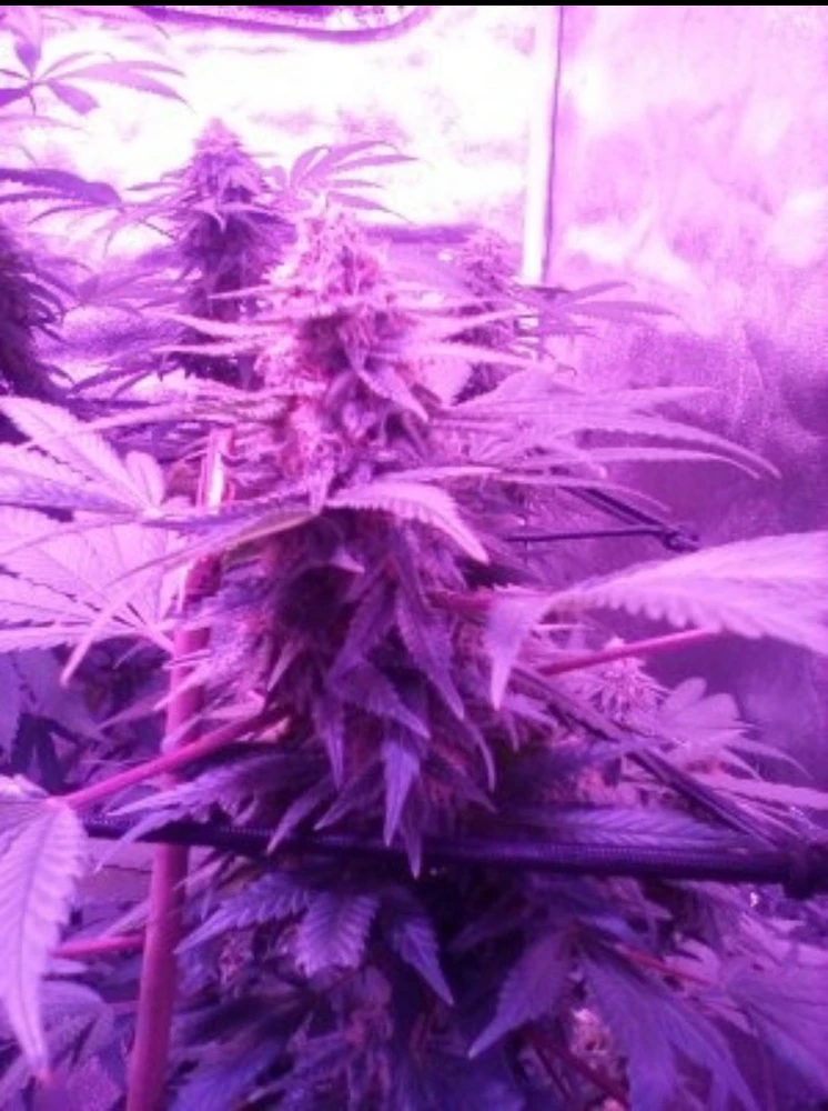 Image uploaded by Andre