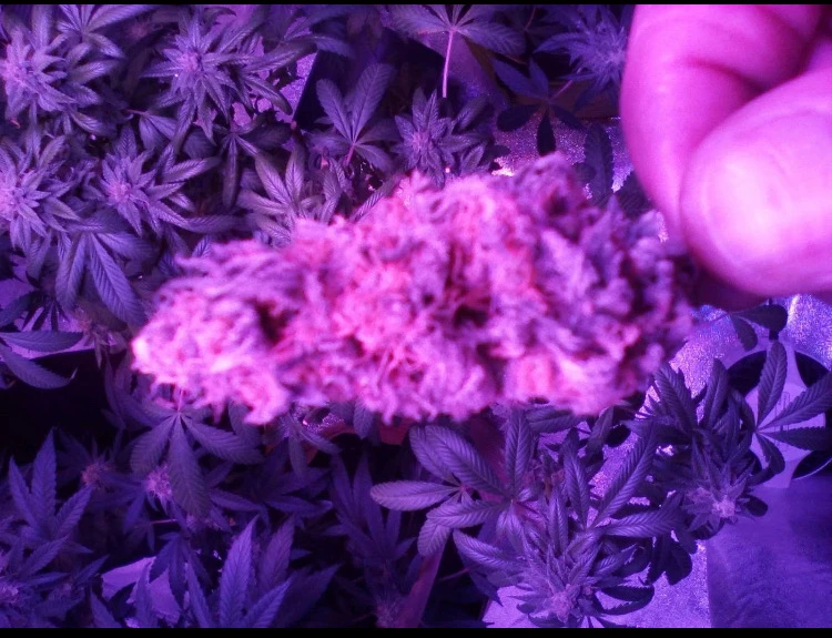 Image uploaded by Andre