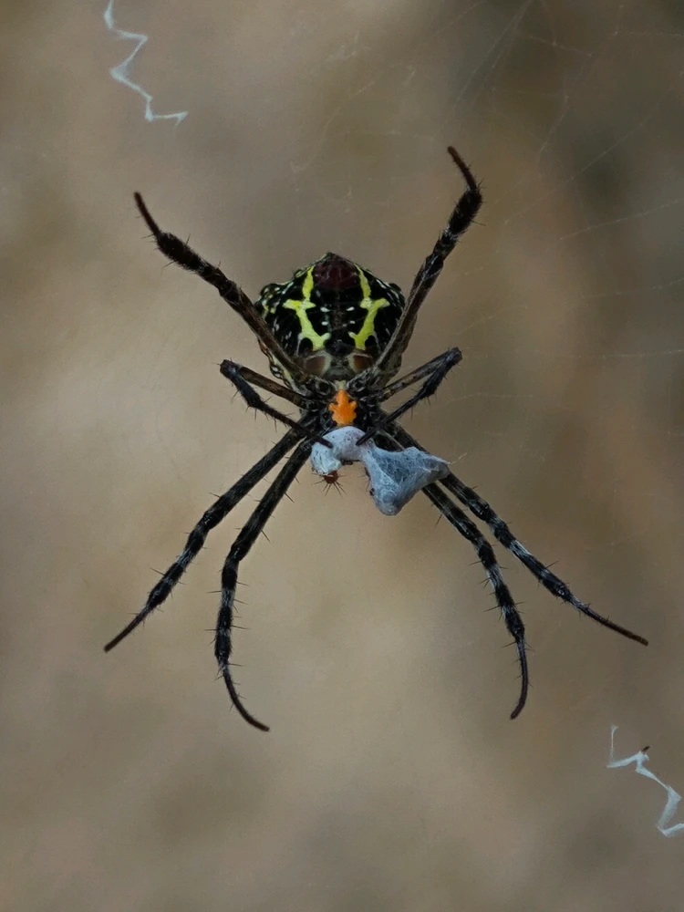 Image uploaded by Kausi Ram