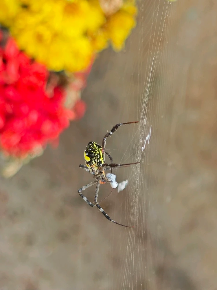 Image uploaded by Kausi Ram