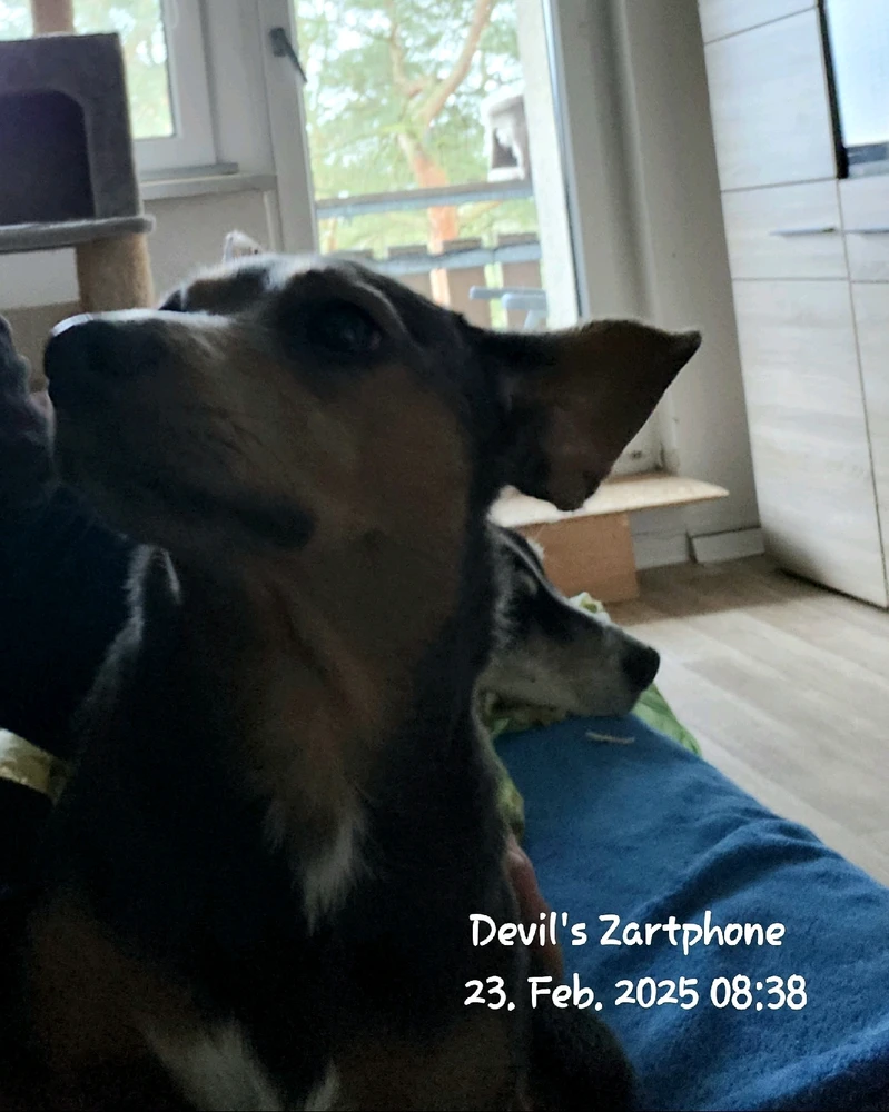 GIF hochgeladen von Devil