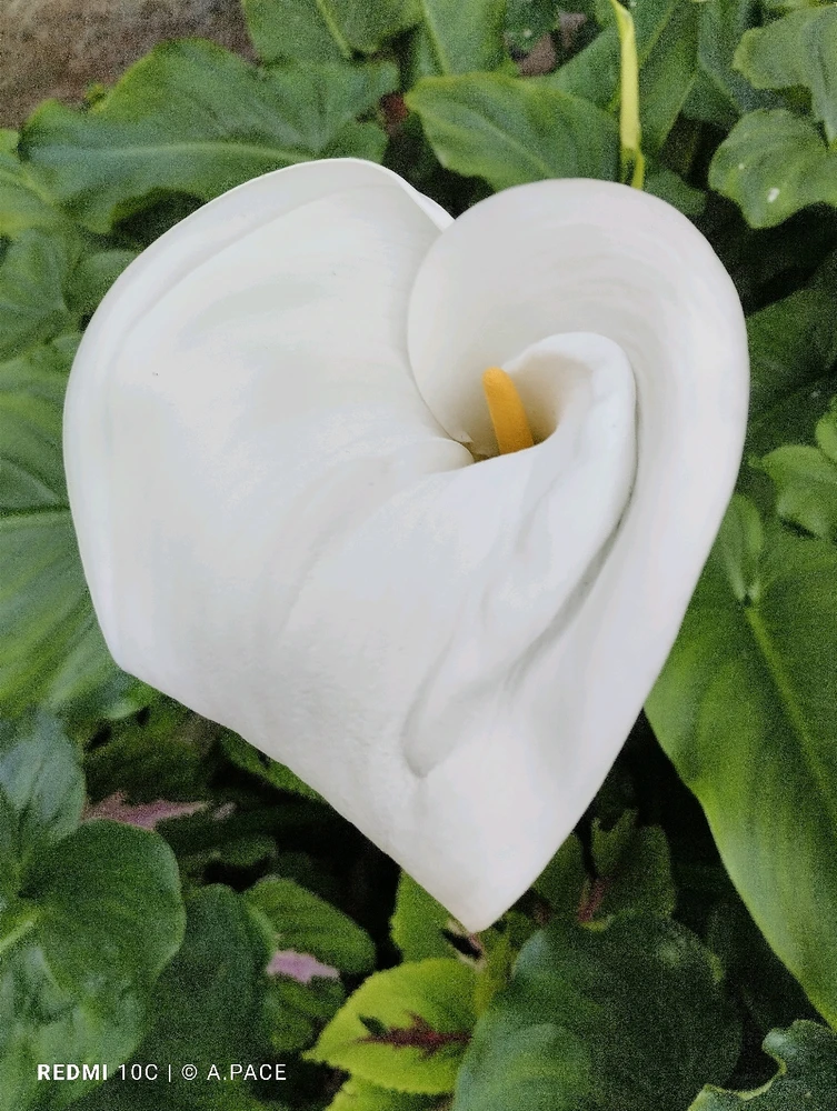 Immagine caricata da Alessandro | alpacigno