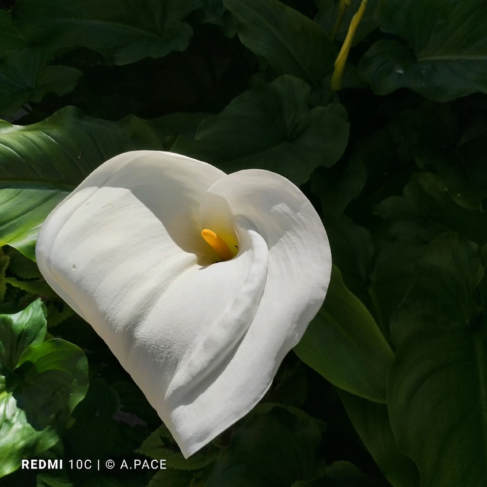 Immagine caricata da Alessandro | alpacigno