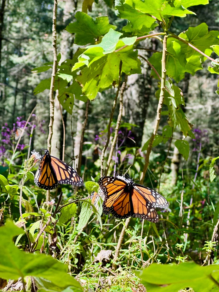 Caminos de Michoacán
