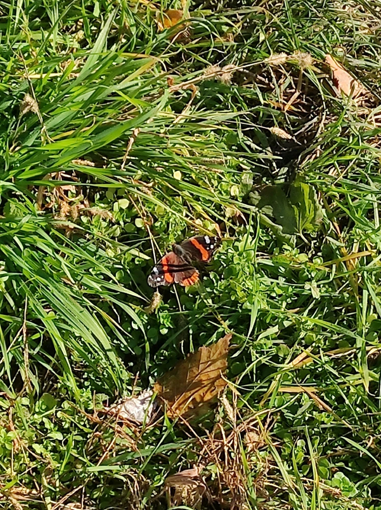 Norbi által feltöltött GIF