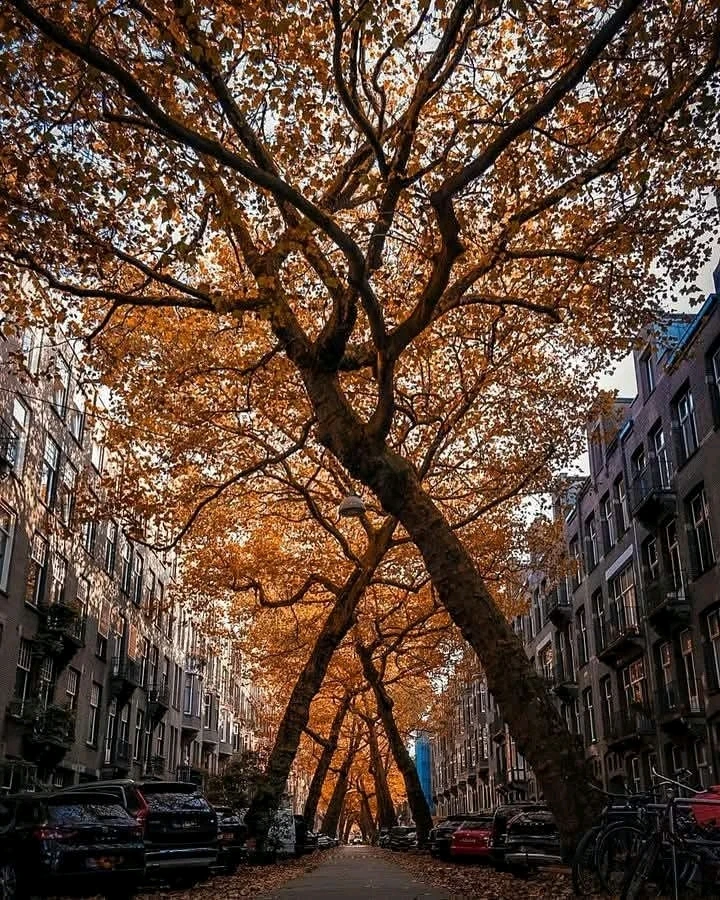 Image uploaded by Selman