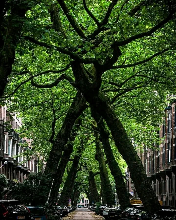 Image uploaded by Selman