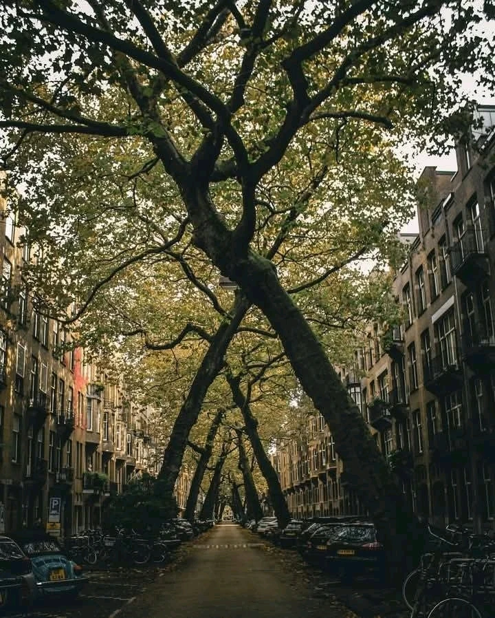 Image uploaded by Selman