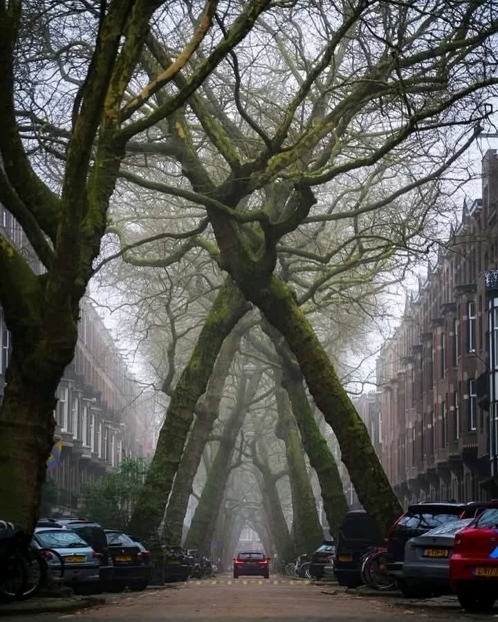 Image uploaded by Selman