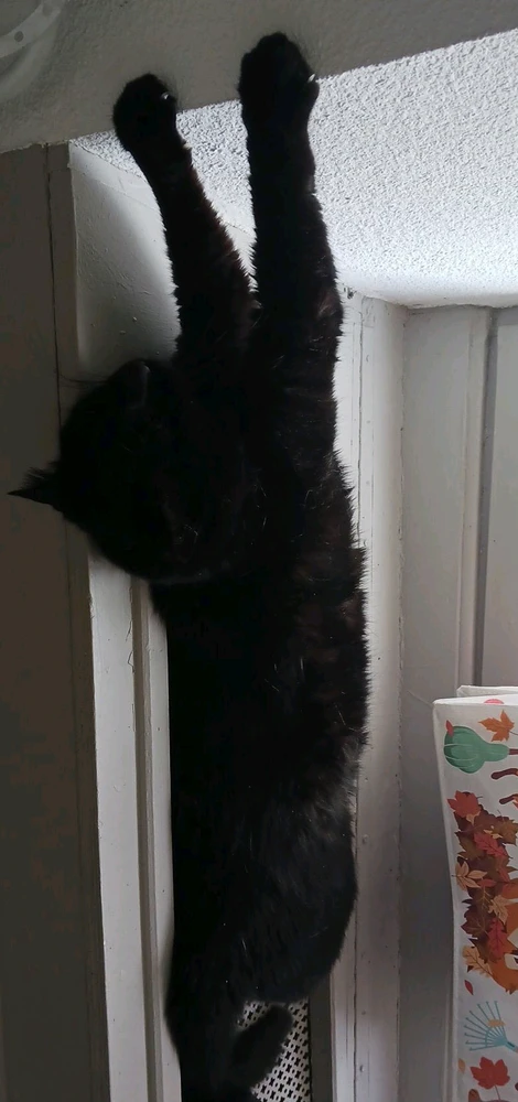 GIF ajouté par Stephe