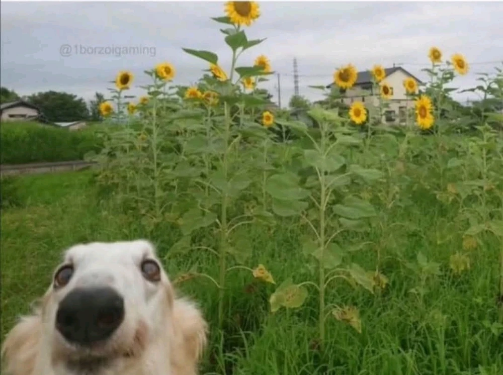 GIF hochgeladen von Doris