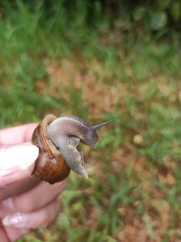 🐌