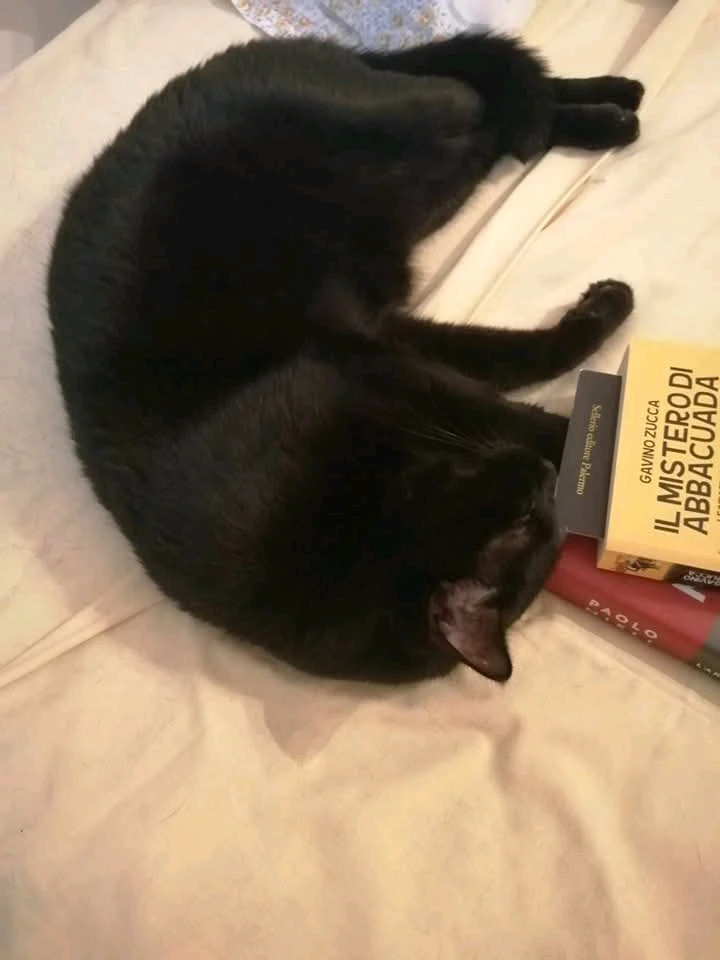 GIF ajouté par Pascal