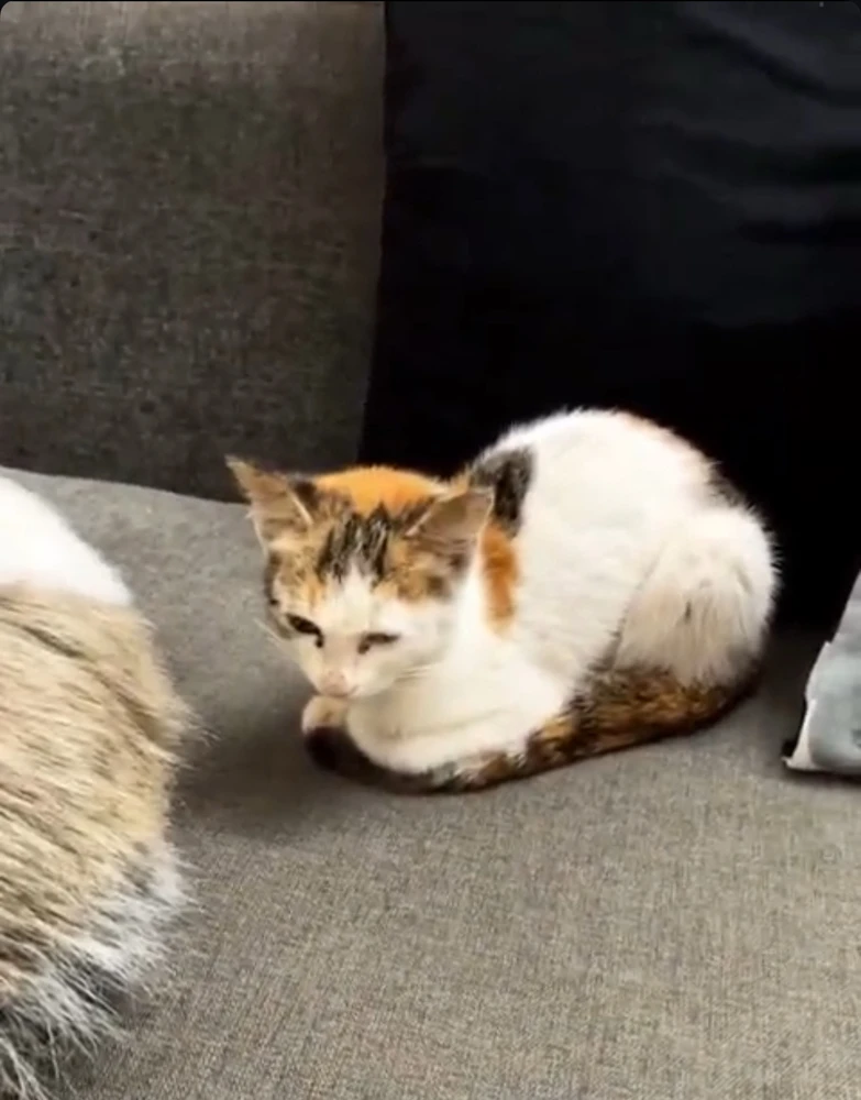 Image uploaded by Pratz