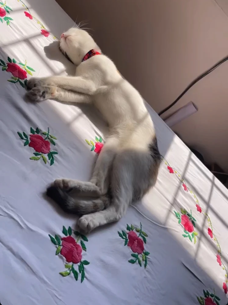 Image uploaded by Pratz