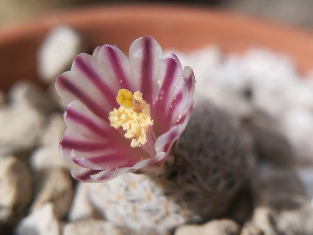 GIF caricata da Gianluca