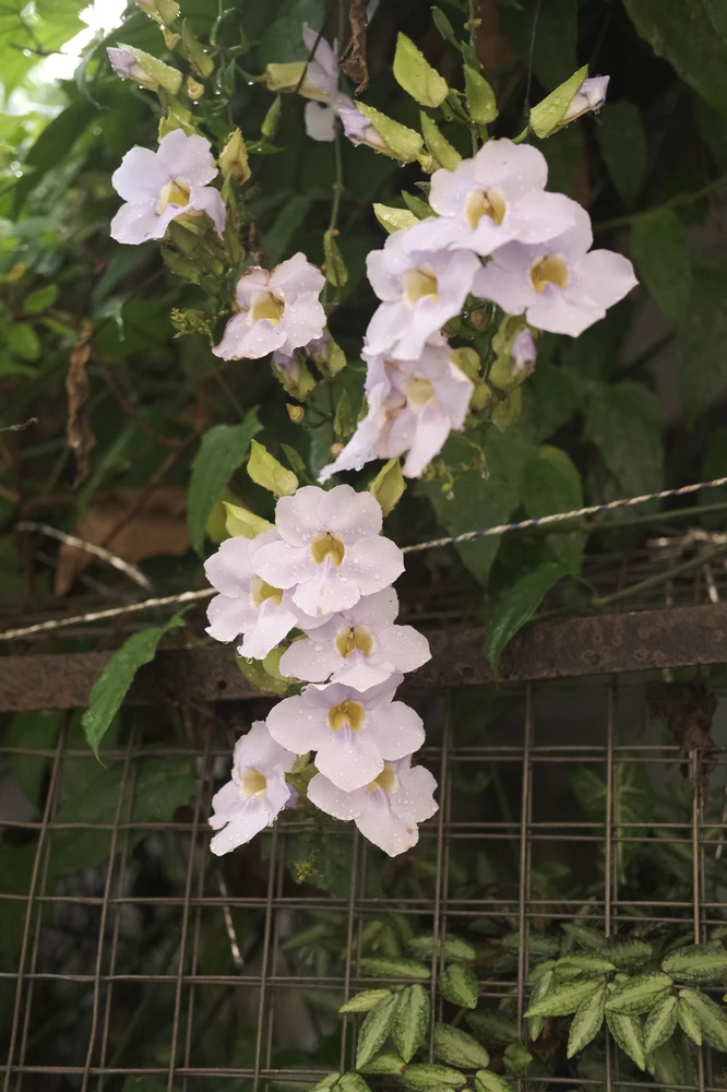 Image uploaded by Alo